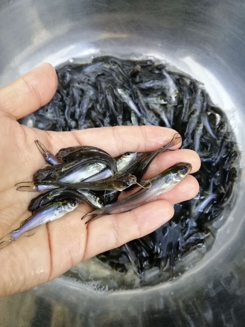 斑点鮰鱼苗规格齐全欢迎大量订购已训食料