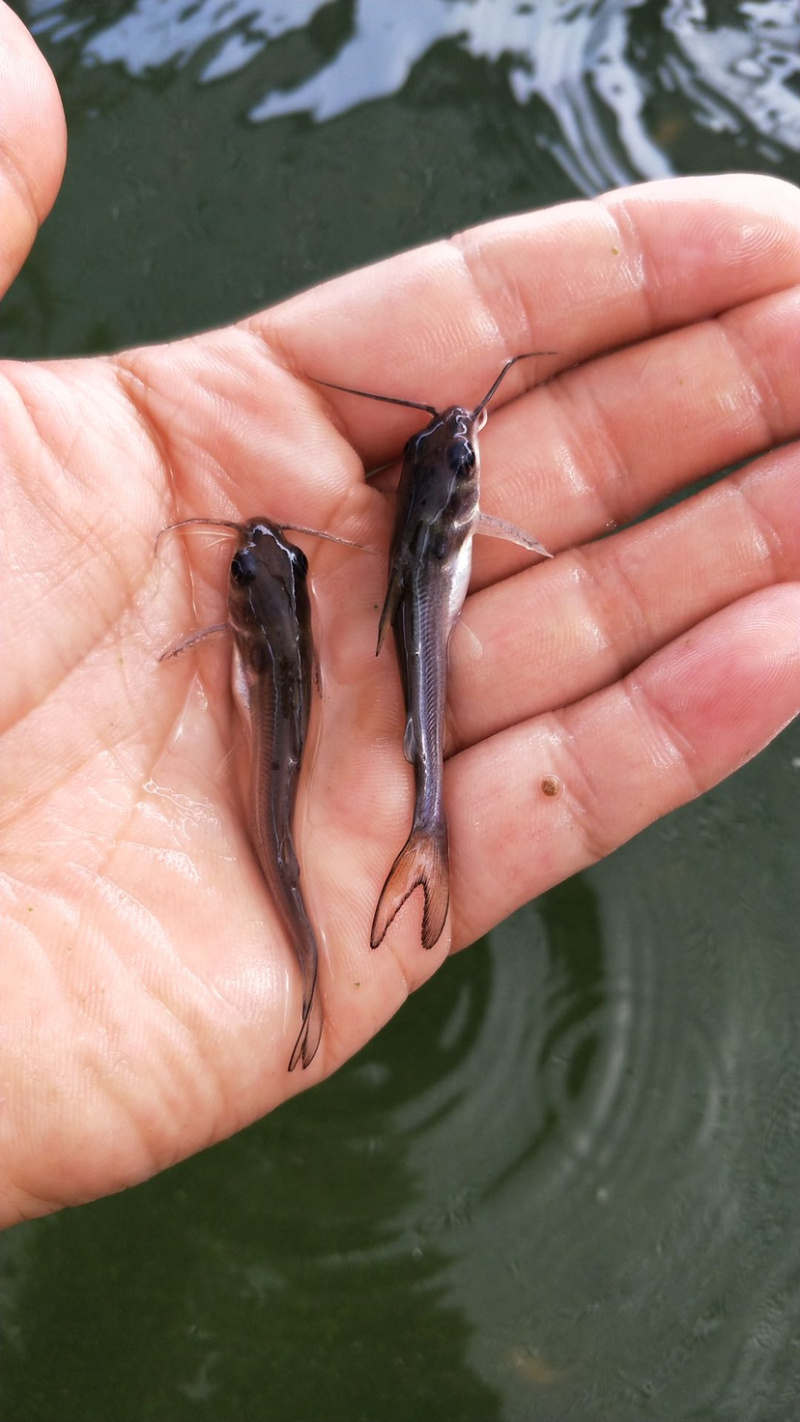 斑点鮰鱼苗规格齐全欢迎大量订购已训食料