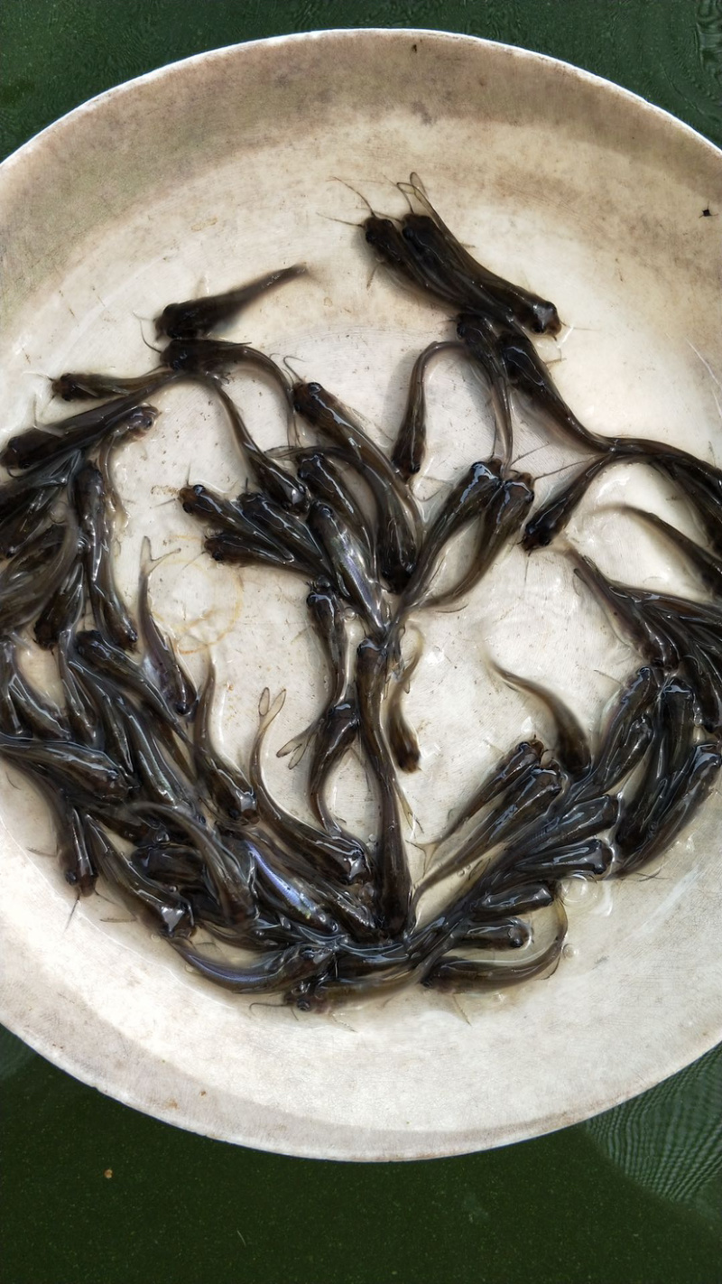 斑点鮰鱼苗规格齐全欢迎大量订购已训食料