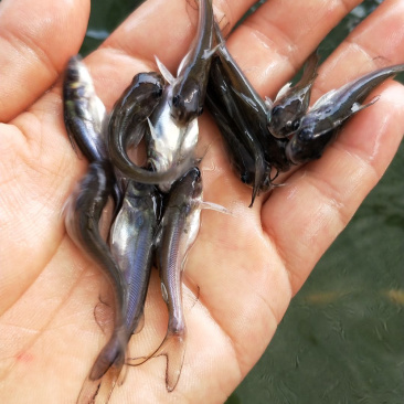斑点鮰鱼苗规格齐全欢迎大量订购已训食料