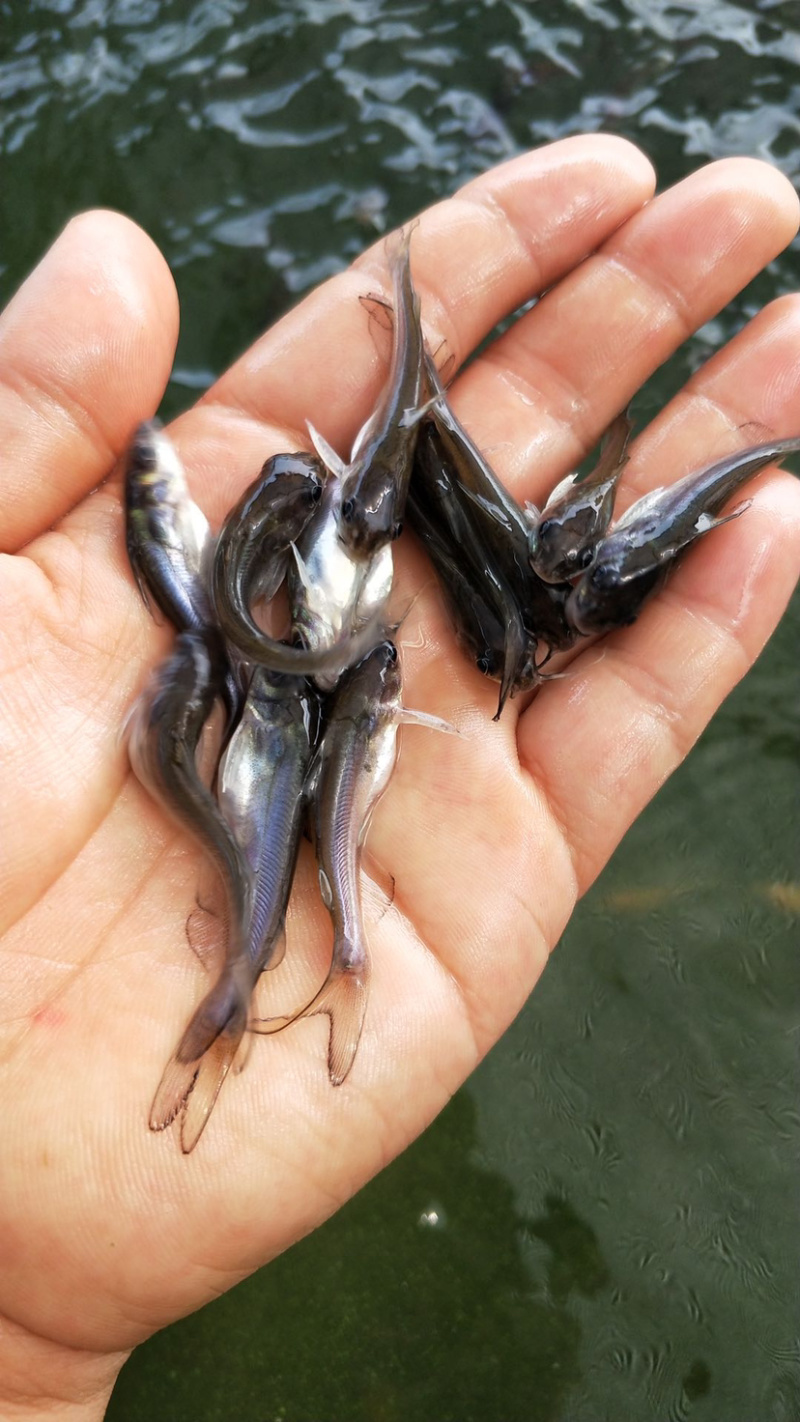斑点鮰鱼苗规格齐全欢迎大量订购已训食料