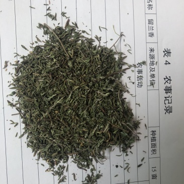 基地供应食品级百里香干品