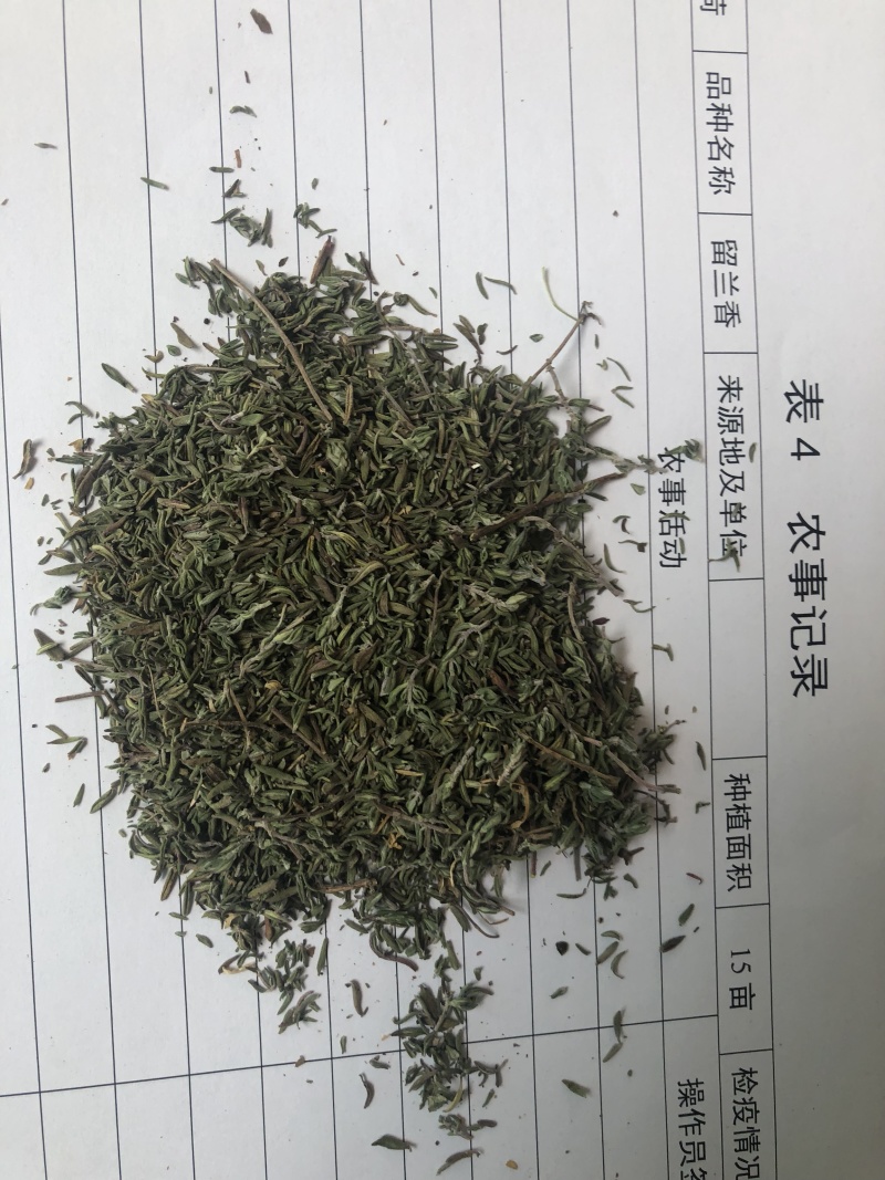 基地供应食品级百里香干品
