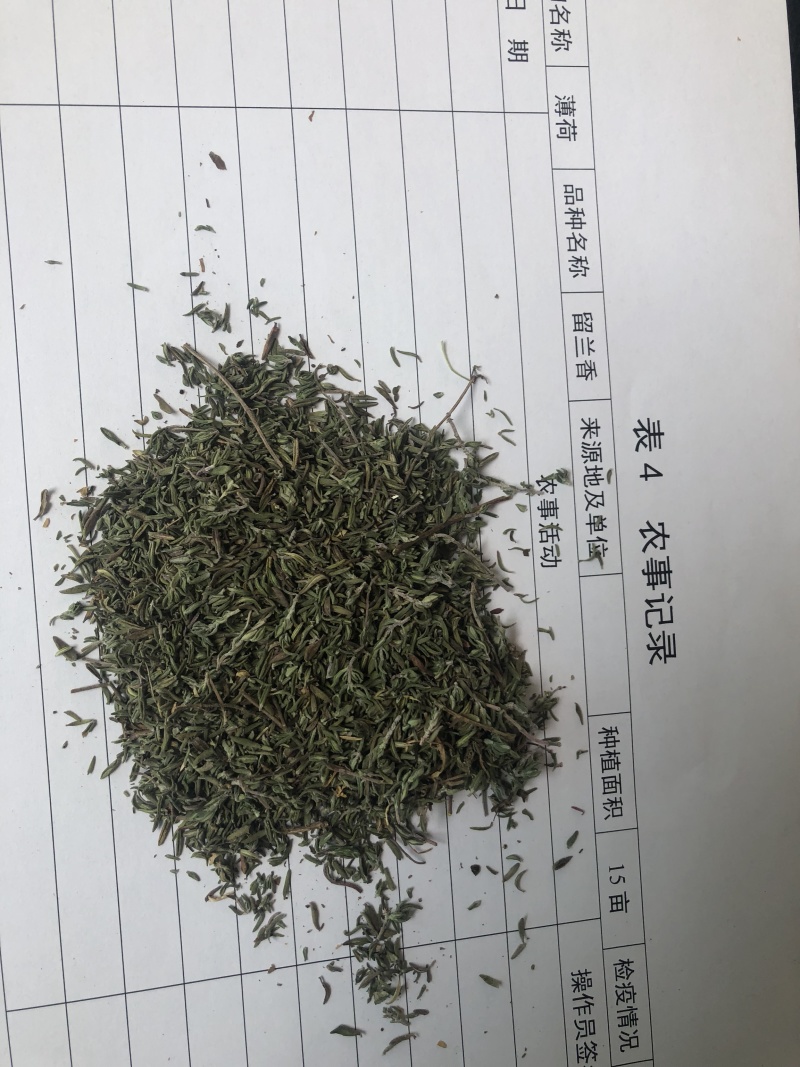 基地供应食品级百里香干品