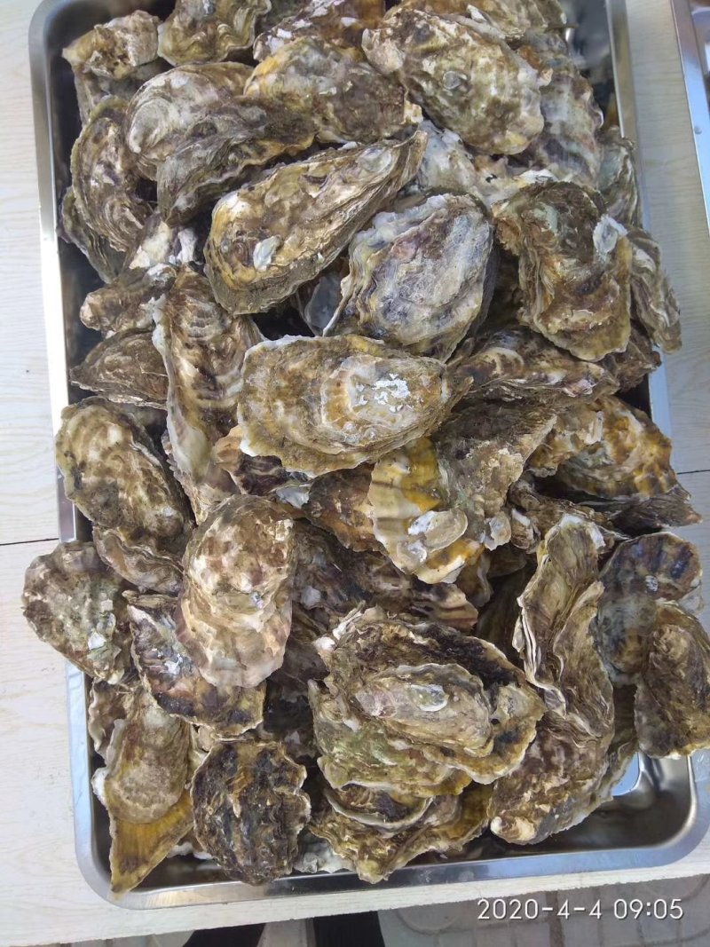 海蛎子