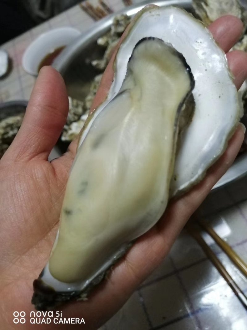 海蛎子
