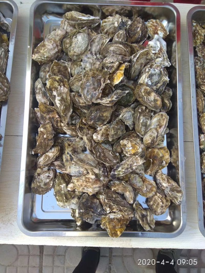 海蛎子