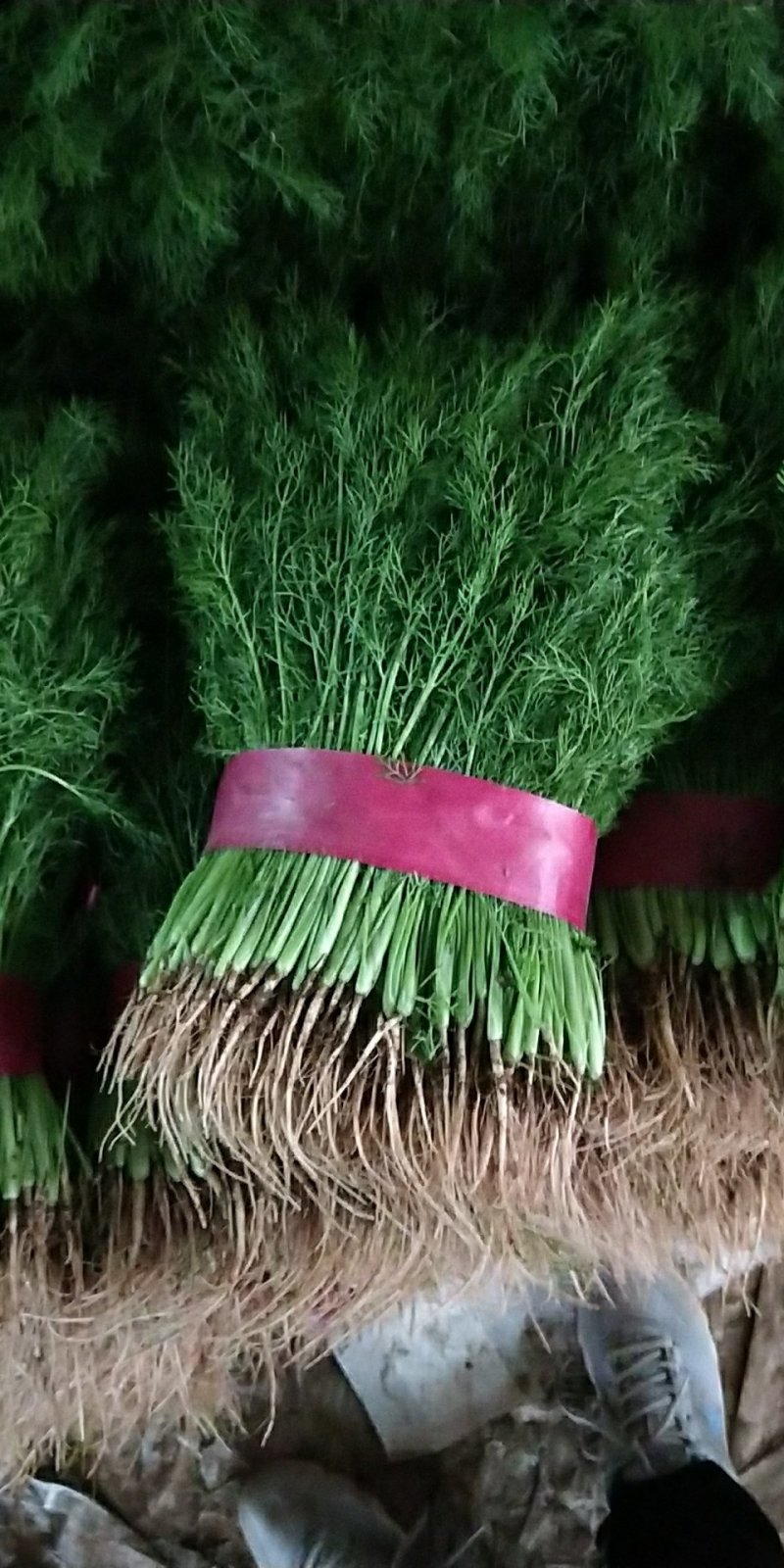 精品茴香，产地直供，都是现货，走市场，超市必选，