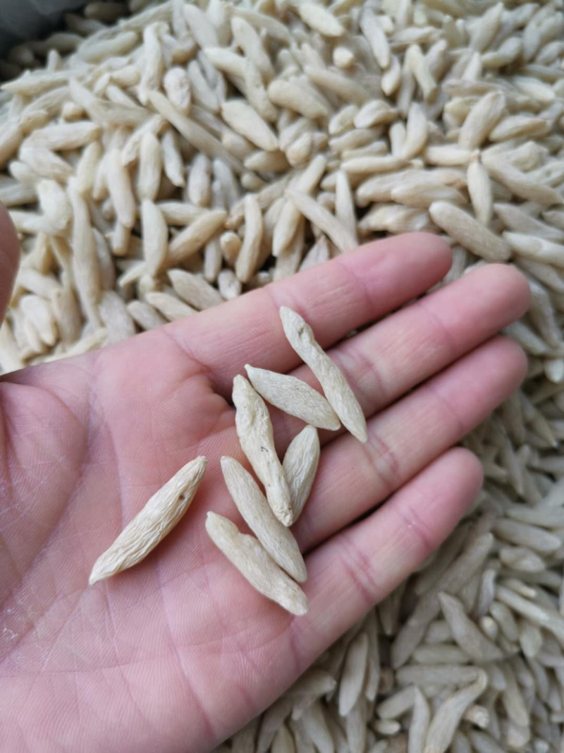 麦冬川麦冬实物拍摄产地直销量大从优批发电商