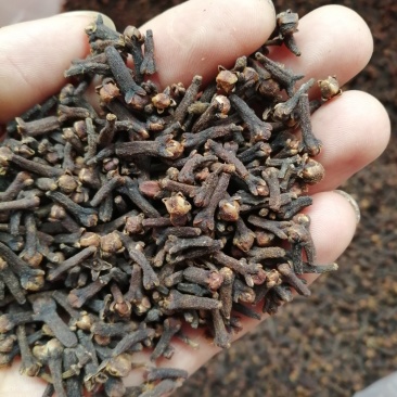 丁香，小丁香，进口小丁香，火红火红的大红丁香现货供应