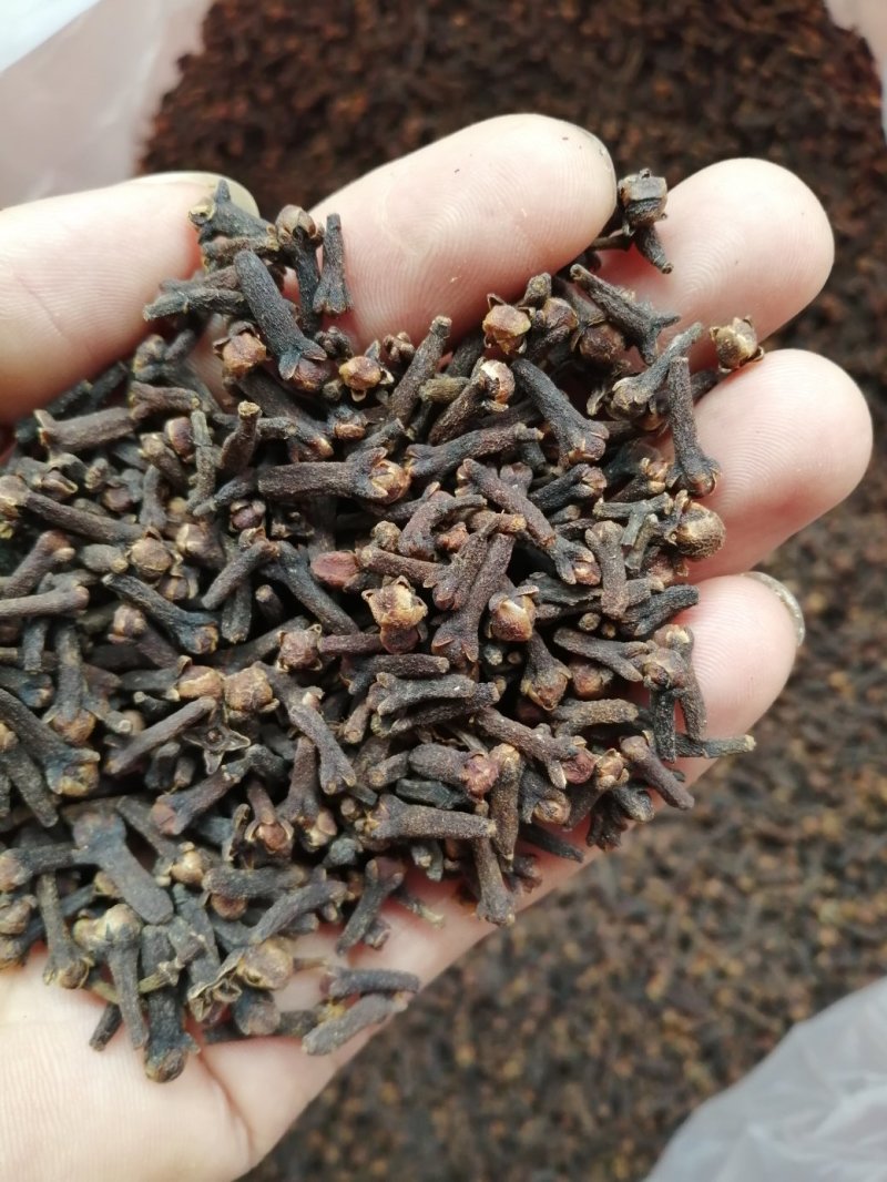 丁香，小丁香，进口小丁香，火红火红的大红丁香现货供应