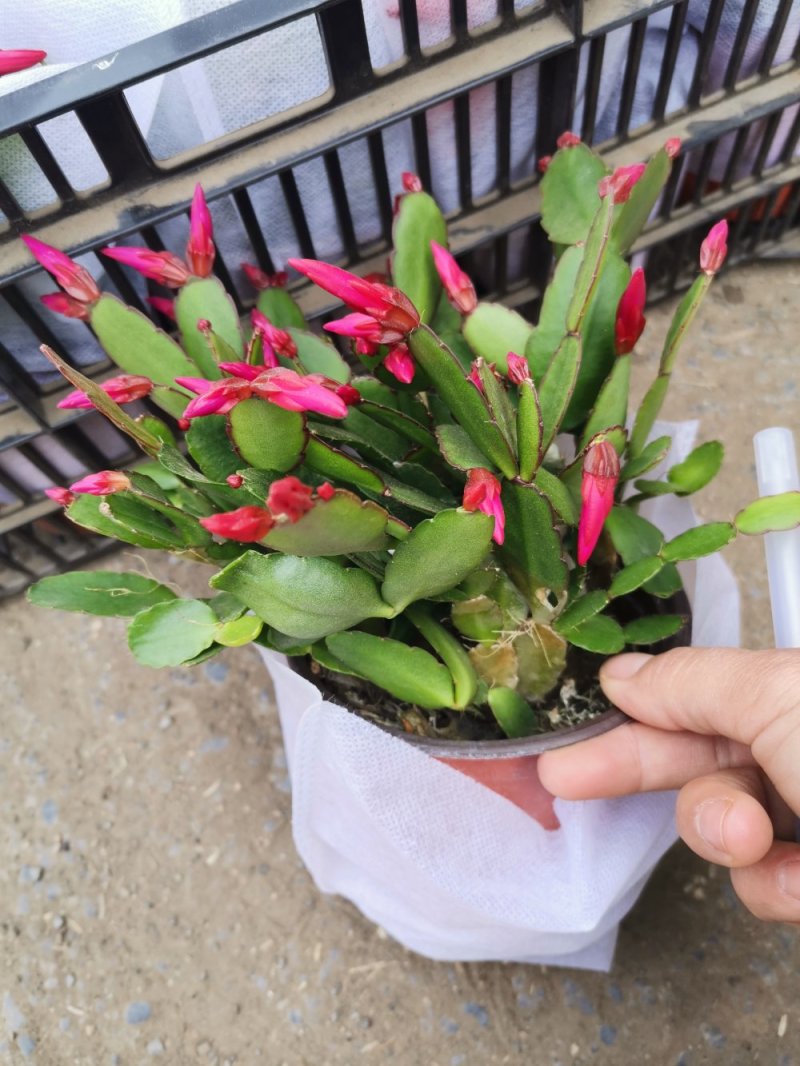 荷兰莲盆栽基地直发