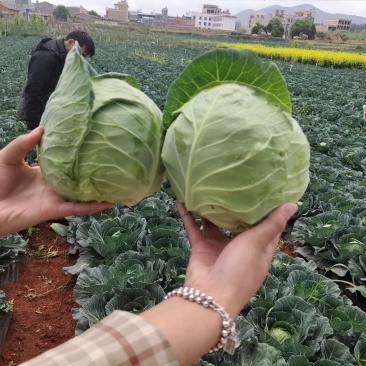 包菜）（产地直供实力代收，货源充足，期待长期合作