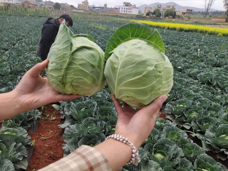 包菜）（产地直供实力代收，货源充足，期待长期合作