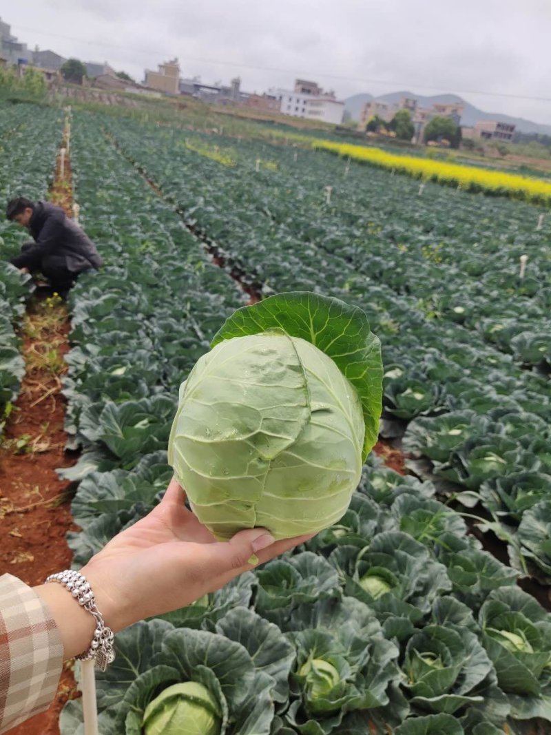 包菜）（产地直供实力代收，货源充足，期待长期合作