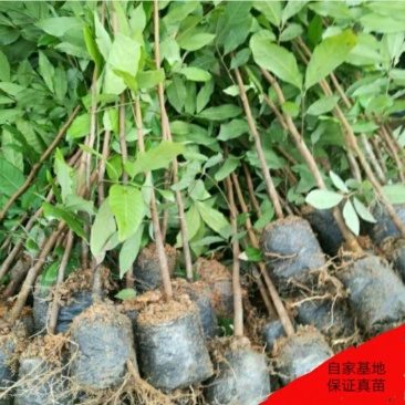 实生龙眼苗龙眼苗实生苗龙眼实生苗