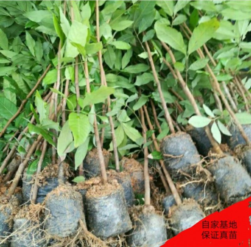 实生龙眼苗龙眼苗实生苗龙眼实生苗