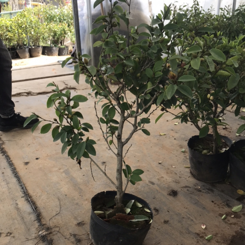含笑树苗带花苞发货免费包邮含笑花苗