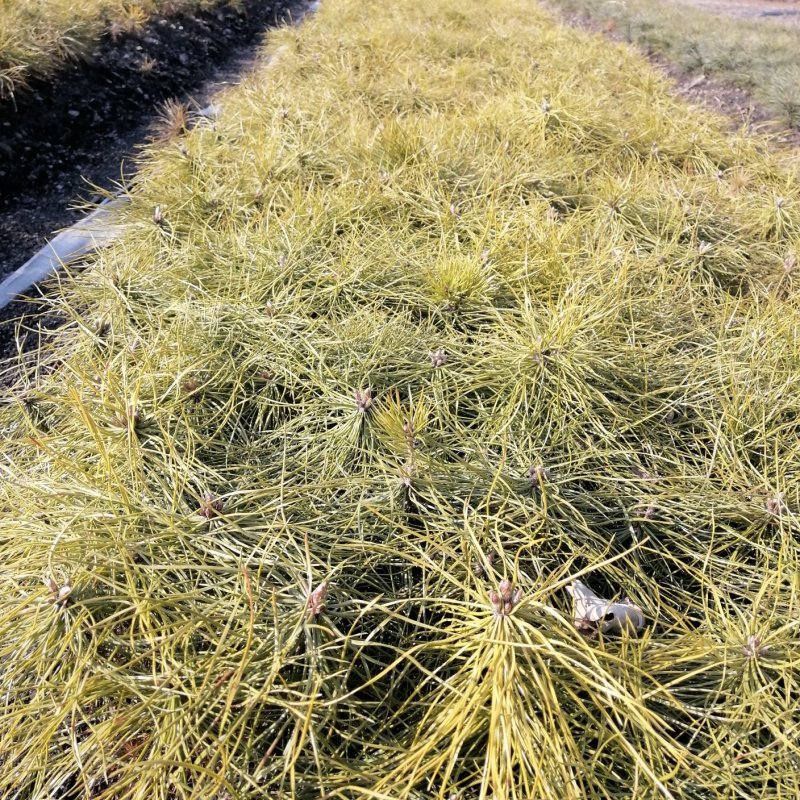 利峰苗圃大量出售樟子松苗