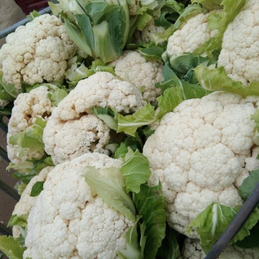 青梗白面有机松花菜。