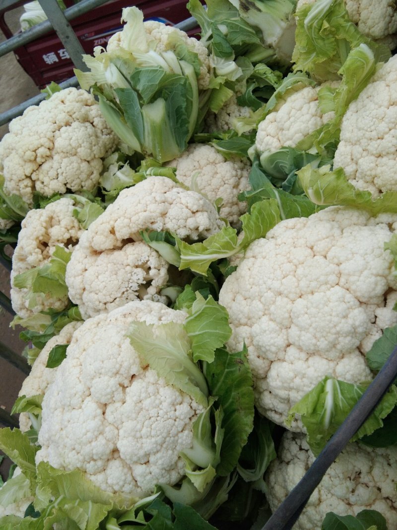 青梗白面有机松花菜。