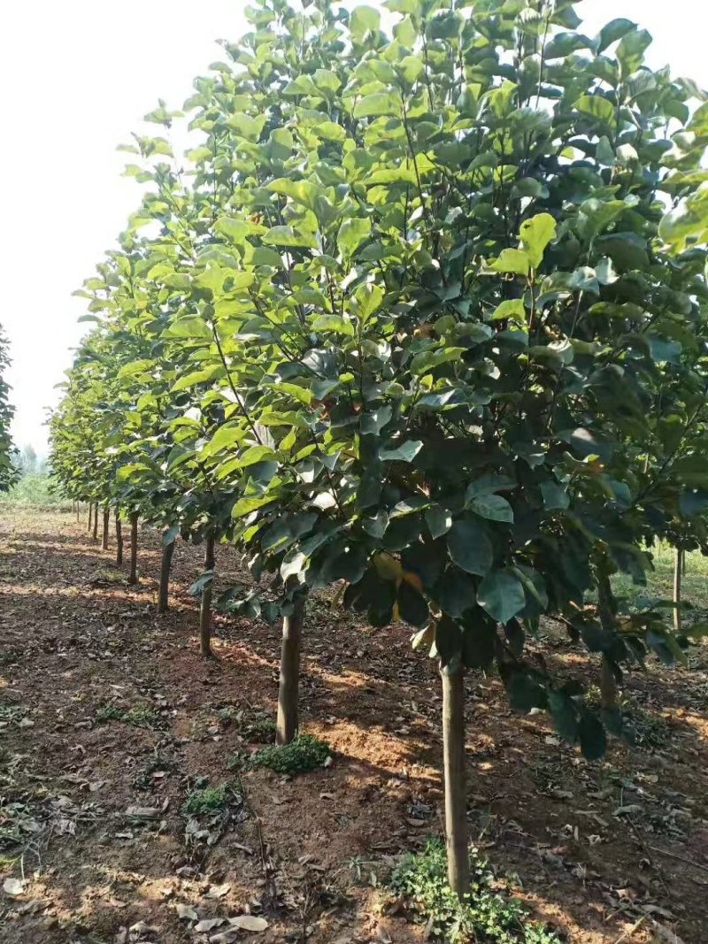 12公分红玉兰紫玉兰白玉兰黄玉兰广玉兰玉兰树批
