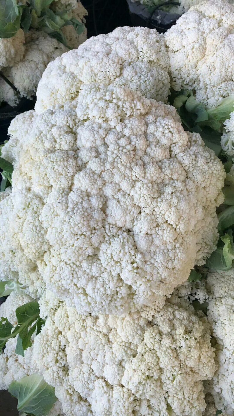 白面青梗有机。松花菜