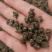 猫爪草精选猫爪草实物拍摄各种中药材批发