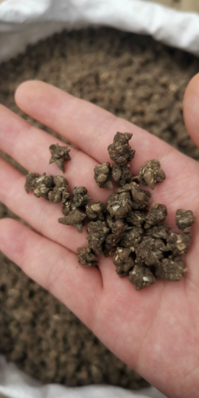 猫爪草精选猫爪草实物拍摄各种中药材批发