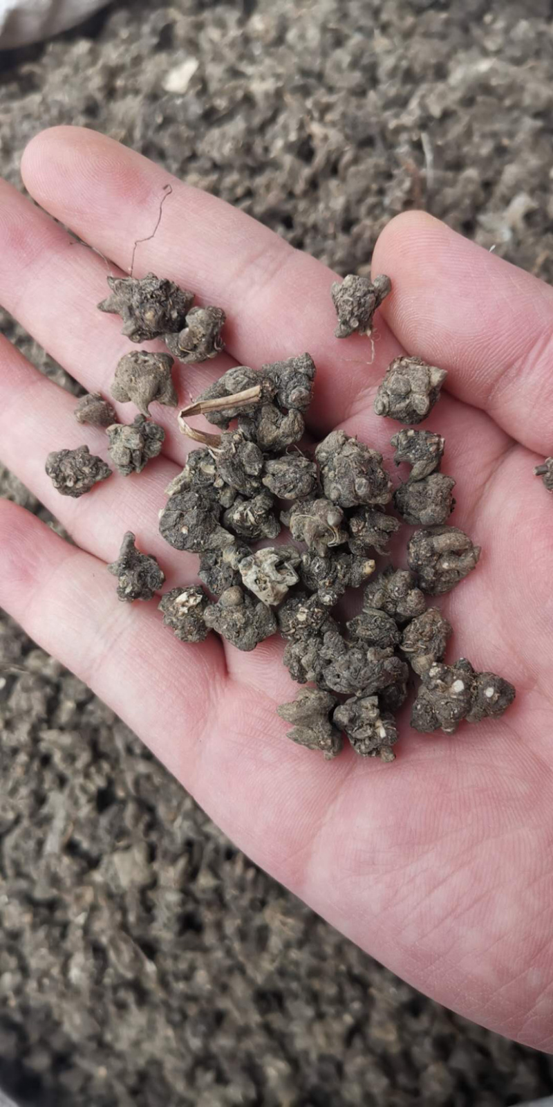 猫爪草精选猫爪草实物拍摄各种中药材批发