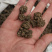 猫爪草精选猫爪草实物拍摄各种中药材批发