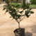 桂花盆景免费包邮基地直销量大免费提供发票