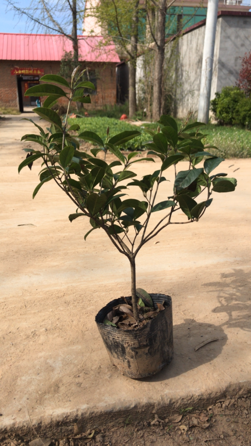 桂花盆景免费包邮基地直销量大免费提供发票