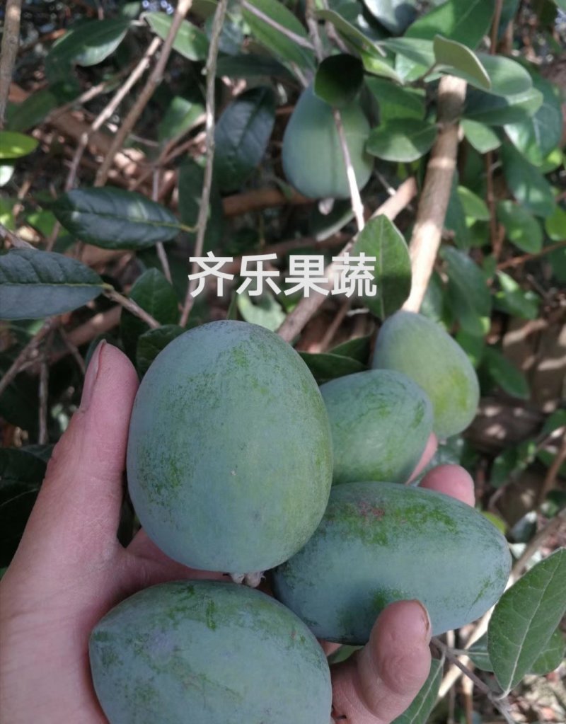 菲油果苗斐济果费约果种苗根系发达