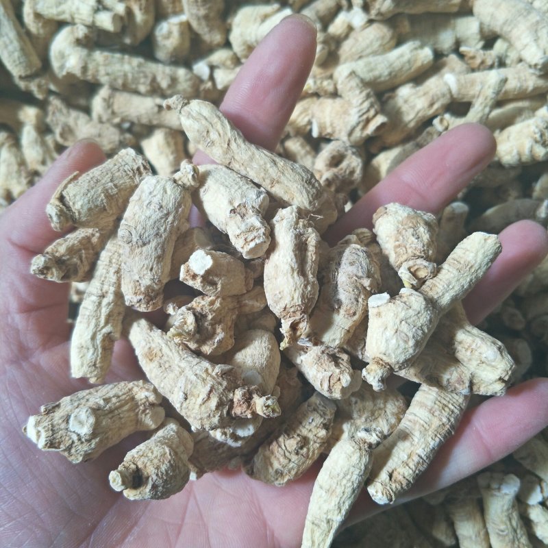 西洋参粒头花旗参粒头产地销售5年颗颗精选包邮