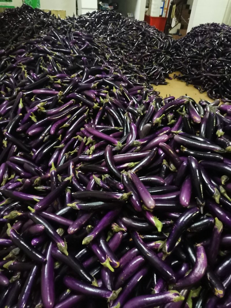 广东茄子精品茄子长茄大量上市产地直发一手货源欢迎联系