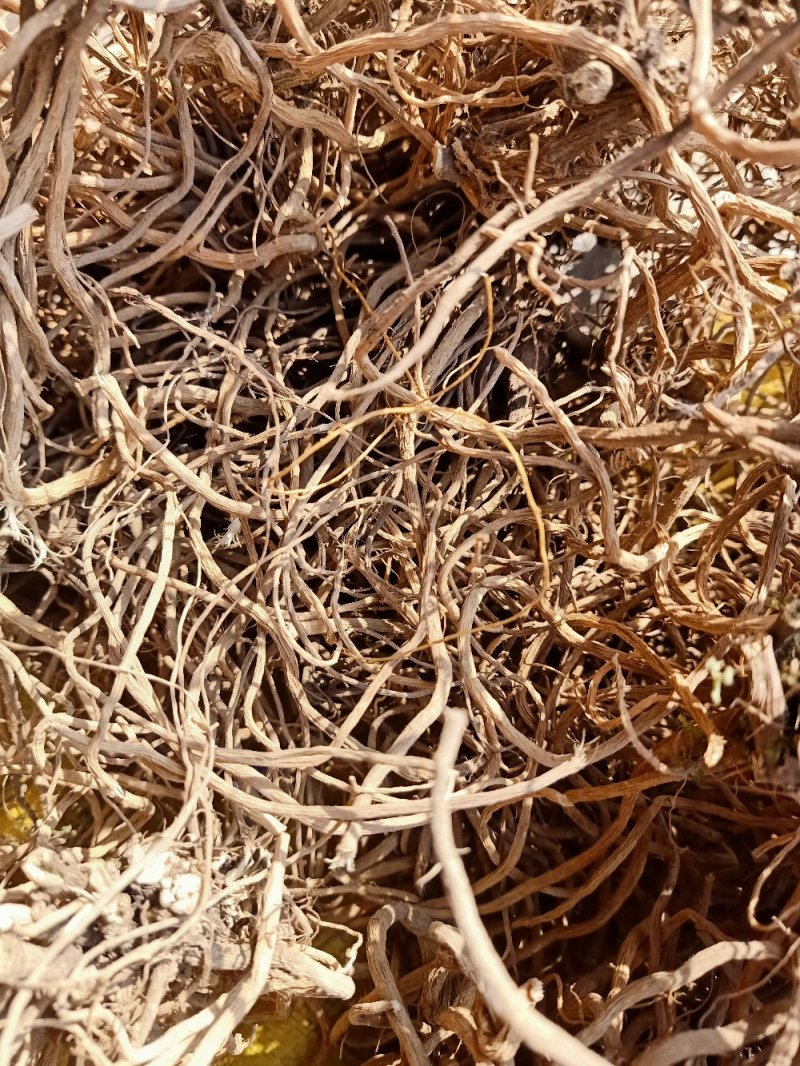 贵州野生土牛膝杜牛膝倒扣草根土牛七倒钩草