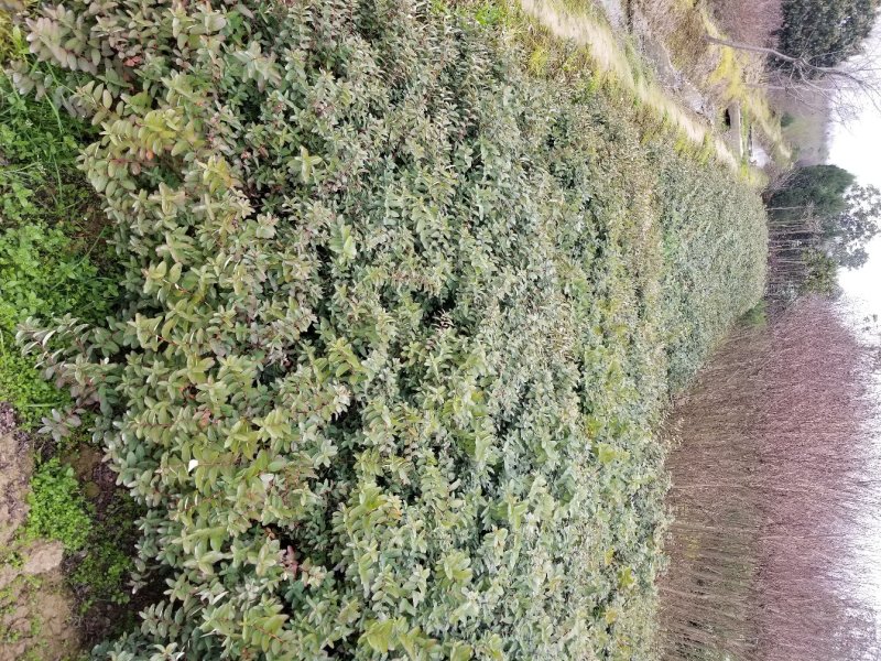 金丝桃苗圃地常年大量直销(各种规格金丝桃)