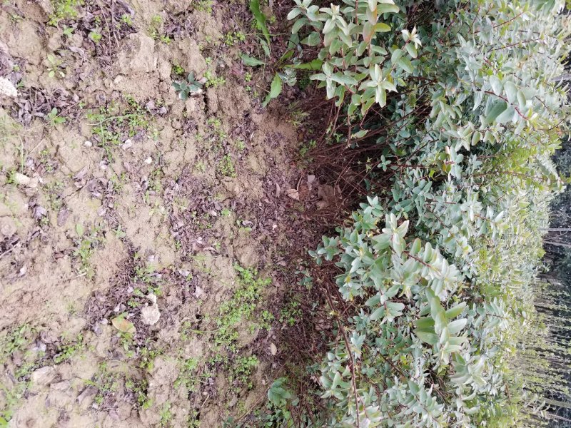 金丝桃苗圃地常年大量直销(各种规格金丝桃)