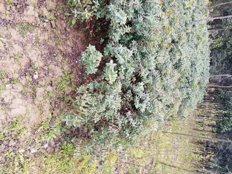 金丝桃苗圃地常年大量直销(各种规格金丝桃)