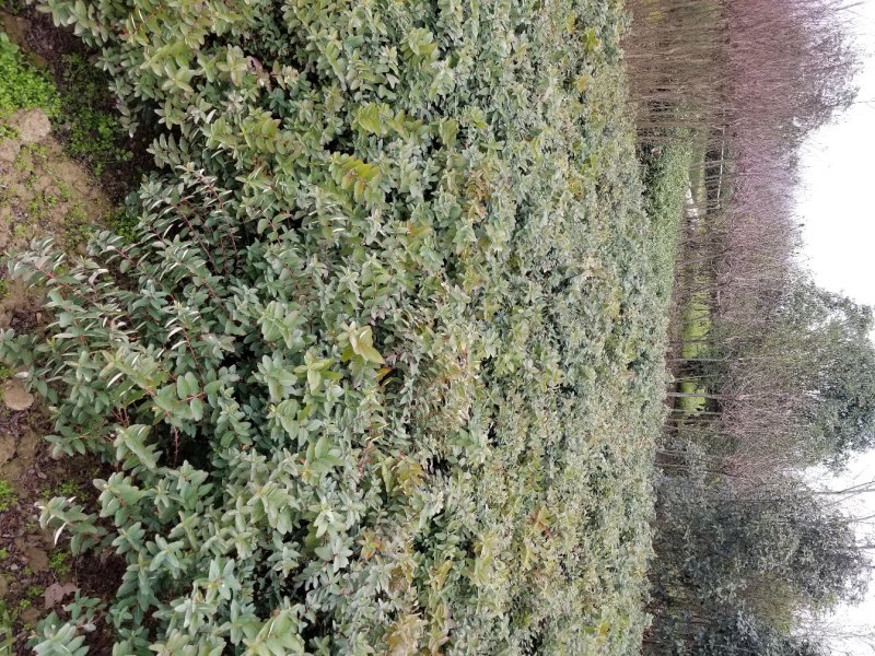 金丝桃苗圃地常年大量直销(各种规格金丝桃)
