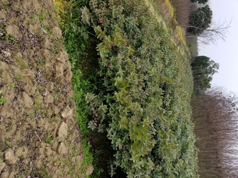 金丝桃苗圃地常年大量直销(各种规格金丝桃)