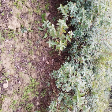 金丝桃苗圃地常年大量直销(各种规格金丝桃)