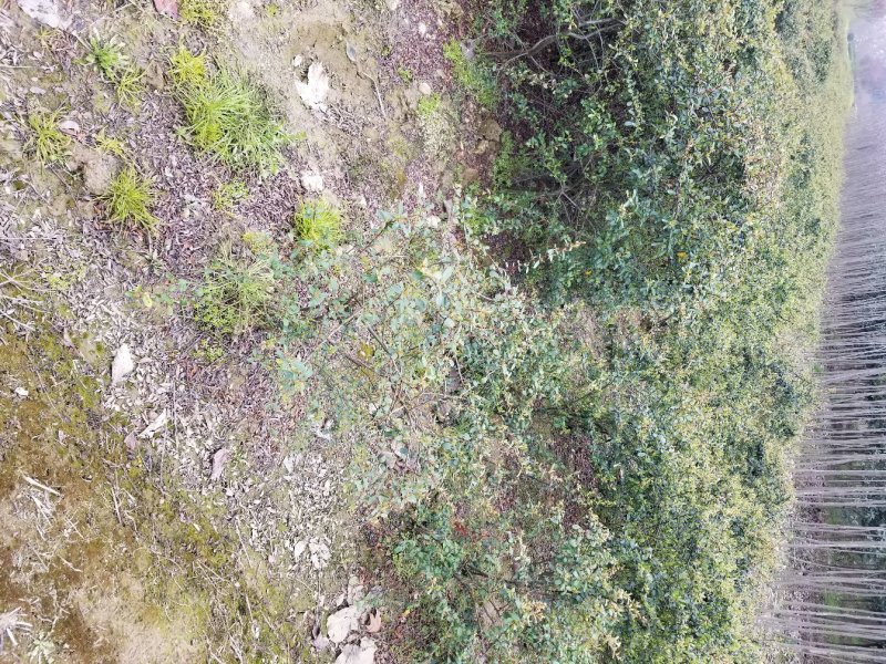 金丝桃苗圃地常年大量直销(各种规格金丝桃)
