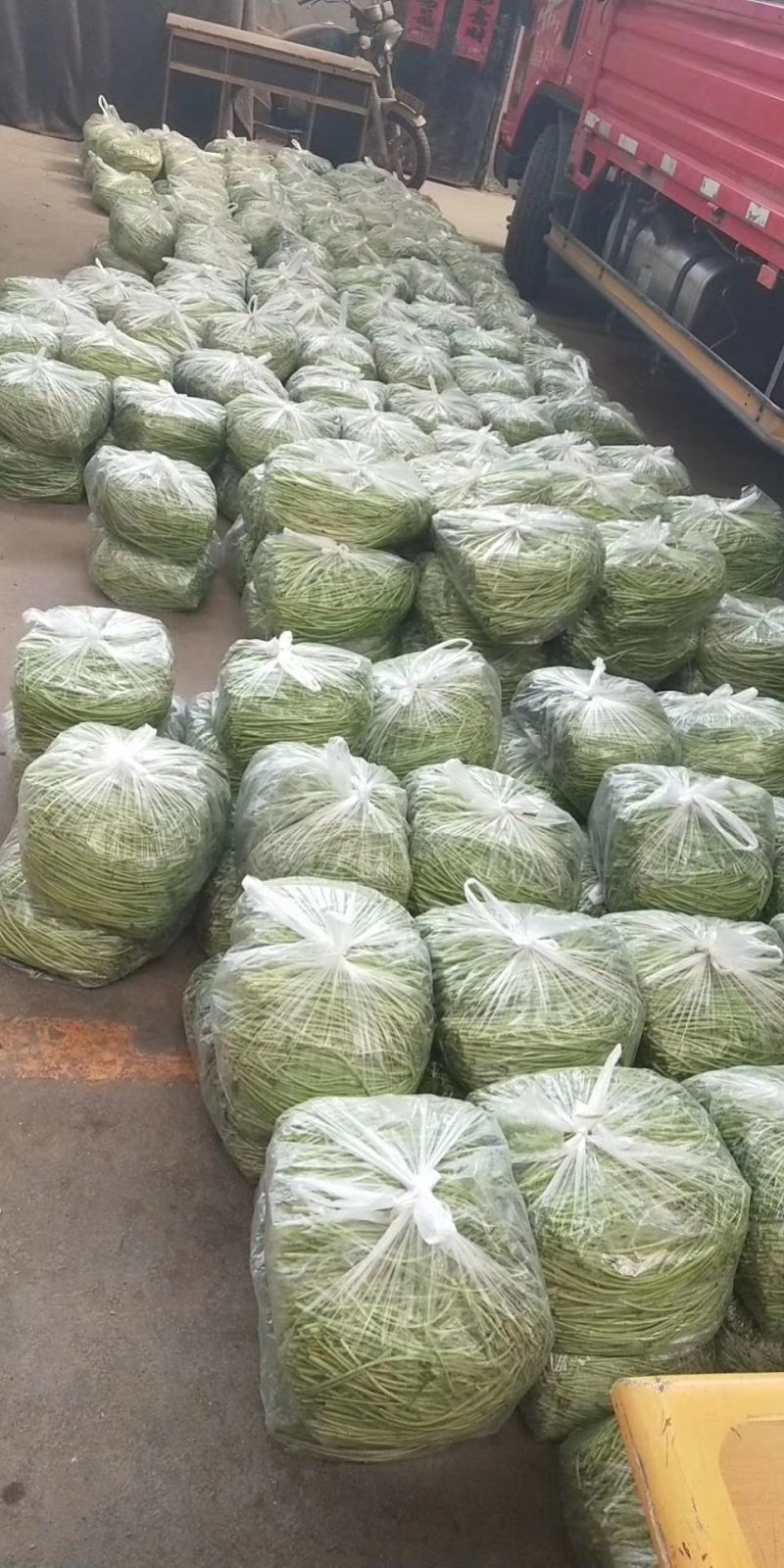 芦蒿黎蒿新鲜鲜嫩可口