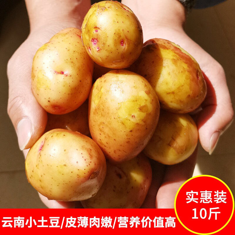 云南现挖新鲜洋芋红皮黄心小土豆高原马铃薯非转基因蔬菜