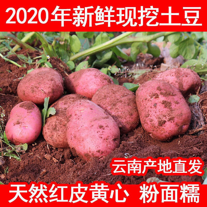云南现挖新鲜洋芋红皮黄心小土豆高原马铃薯非转基因蔬菜