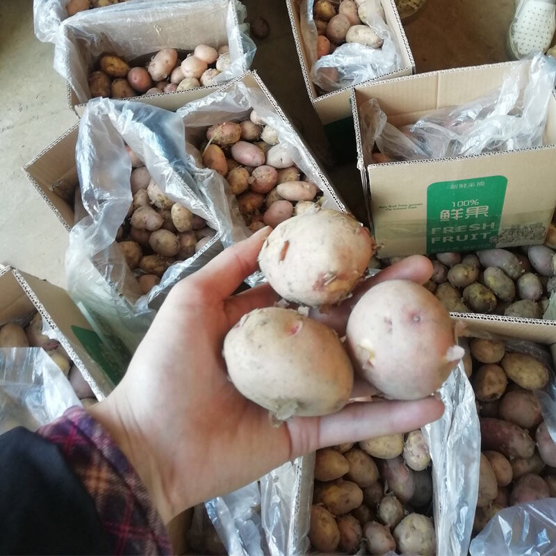 云南现挖新鲜洋芋红皮黄心小土豆高原马铃薯非转基因蔬菜