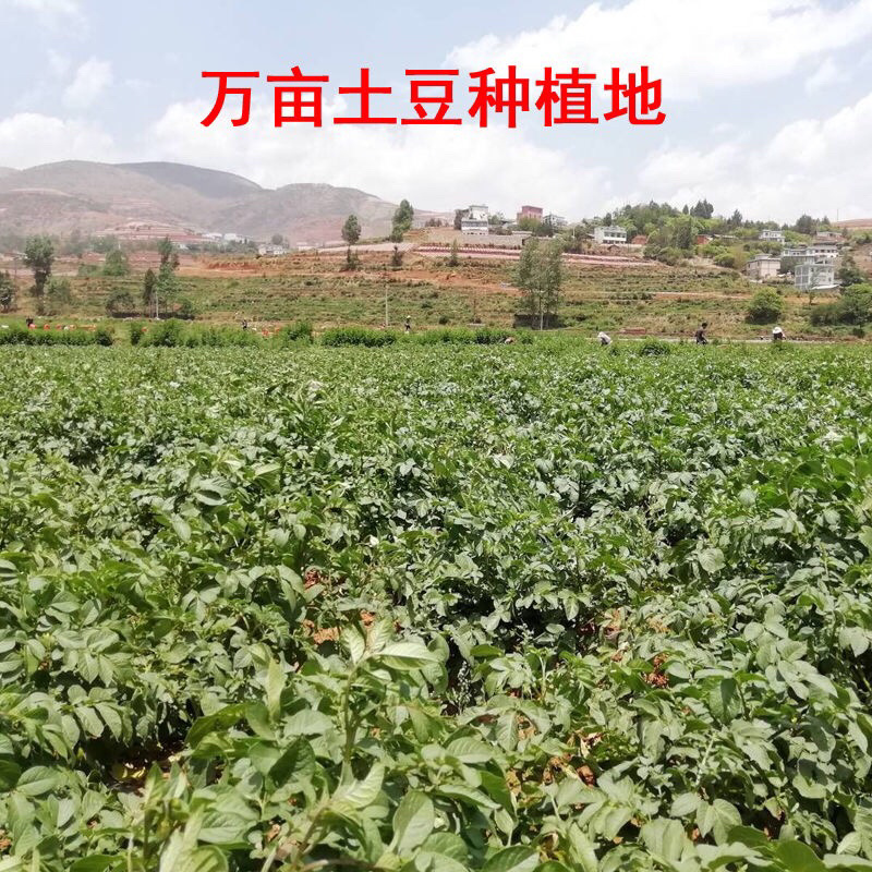 云南现挖新鲜洋芋红皮黄心小土豆高原马铃薯非转基因蔬菜