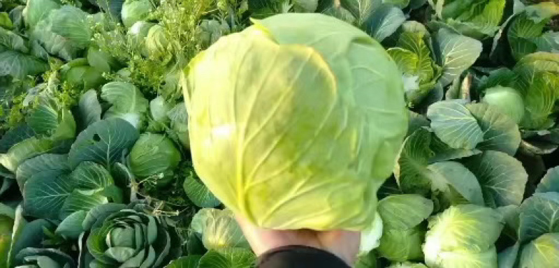 【荐】甘蓝湖北圆甘蓝大量上市颜色清秀可供电商